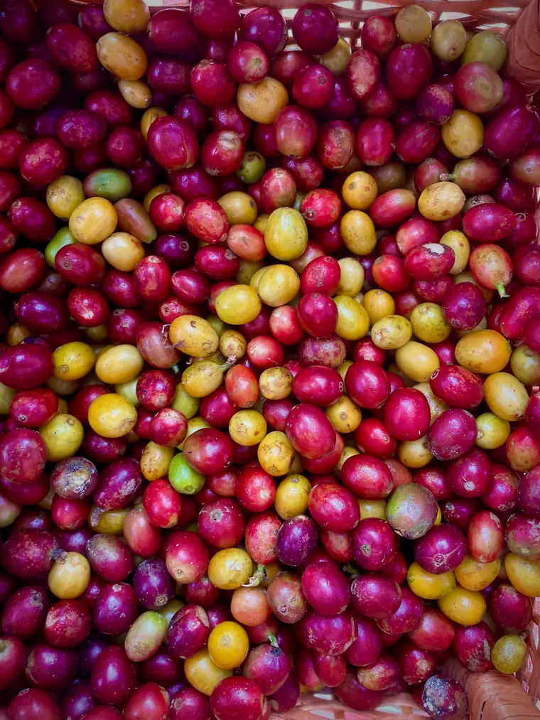 Canasto lleno de cerezas de café recién recogidas, rojas, amarillas y moradas