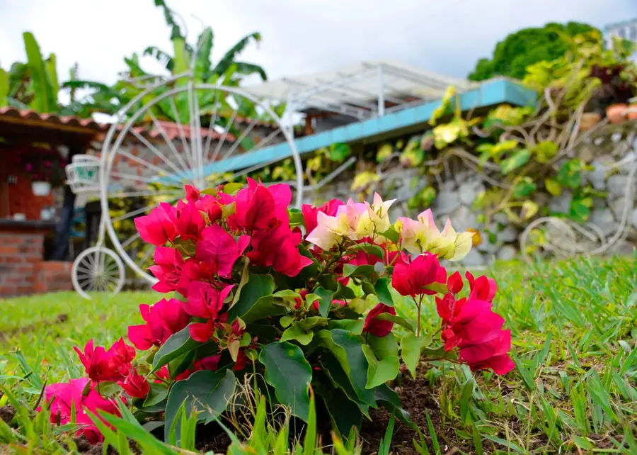 Buganvilla fucsia y crema en el jardín, con la bicicleta blanca y el muro de piedra detrás