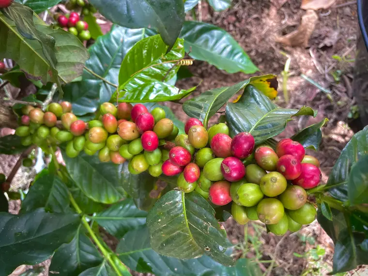 Rama de cafeto en la mata, con las cerezas madurando del verde al rojo